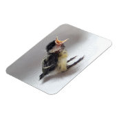 パルスのティディ専攻のー マグネット (左側)