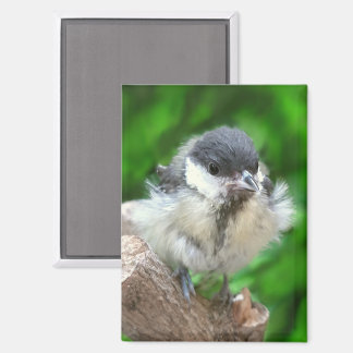 パルスのティディ専攻のー マグネット