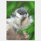 パルスのティディ専攻のー マグネット (正面)