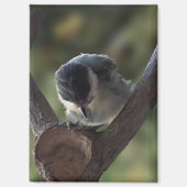 パルスのティディ専攻のー マグネット (正面)