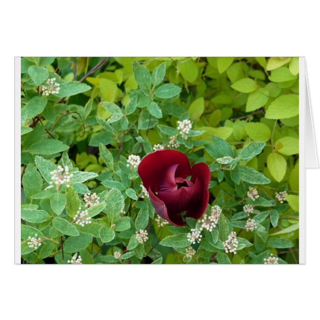 パルテールデフルーアオプランタン (正面横)