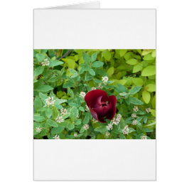 パルテールデフルーアオプランタン