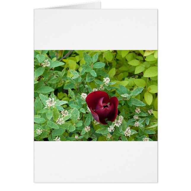 パルテールデフルーアオプランタン (正面)