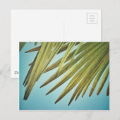 パルメンヴァデルアムソンメロンメル ポストカード (正面/裏面)