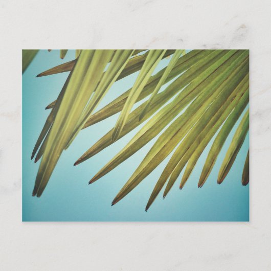 パルメンヴァデルアムソンメロンメル ポストカード (正面)