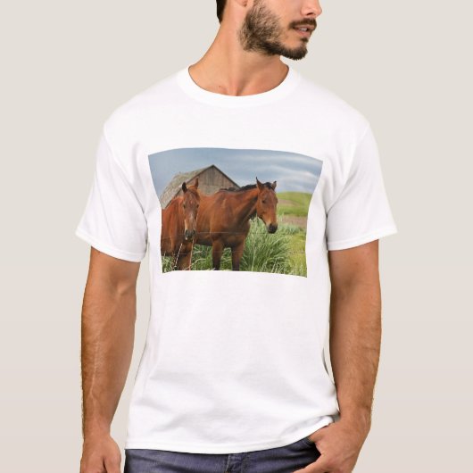 パルースの野原で馬を見る 3 Tシャツ (正面)