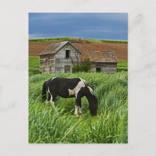 パルーズの畑で馬を見る2 ポストカード (正面)