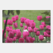 パレにチューリップ王室の ラッピングペーパーシート (正面3)