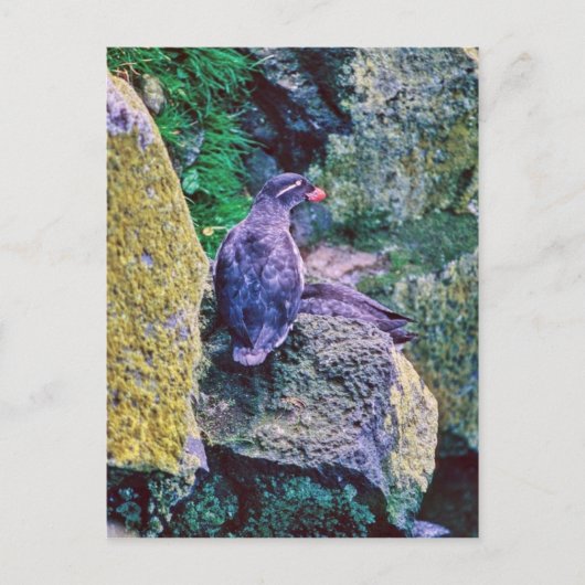 パレークエアウクレ ポストカード (正面)