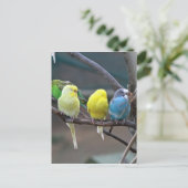 パレーケツブディジー |鳥の写真 ポストカード (スタンド正面)