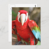 パレーケ ポストカード (正面/裏面)