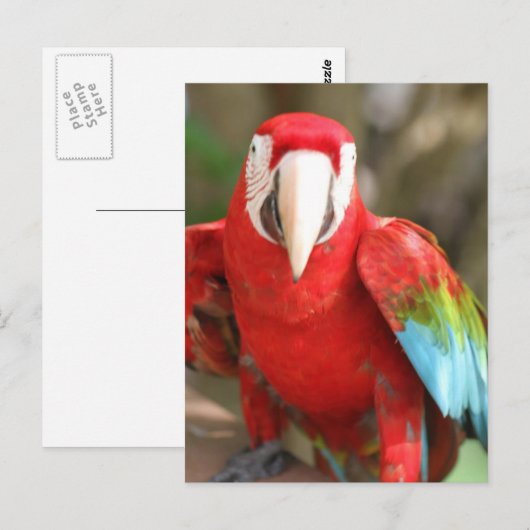 パレーケ ポストカード (正面/裏面)