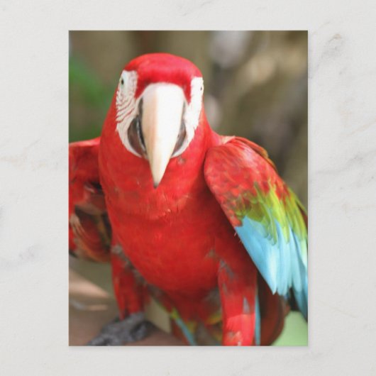 パレーケ ポストカード (正面)