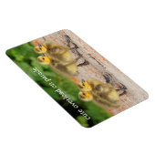 パレードのかわいさ:カナダグースゴスリングス マグネット (右側)