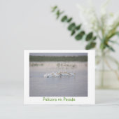 パレードのペリカン ポストカード (スタンド正面)