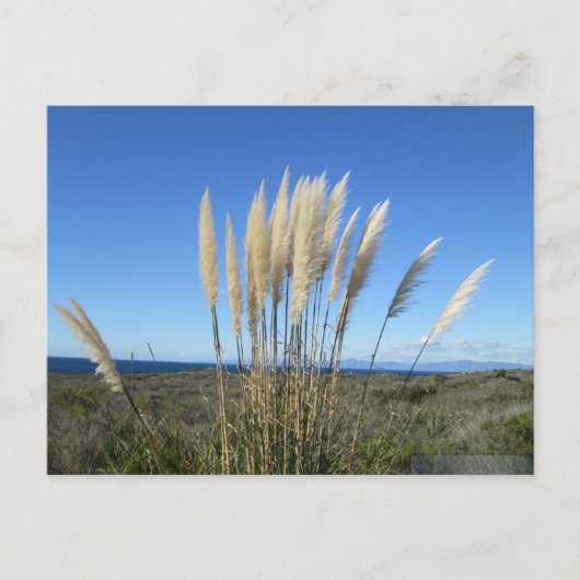 パロス・ヴェルデス。CA #9はがき ポストカード (正面)