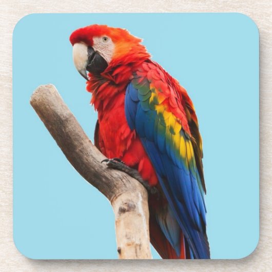 パロッカラフルトポートレート写真 コースター (正面)