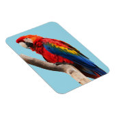 パロッカラフルトポートレート写真 マグネット (右側)