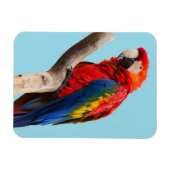 パロッカラフルトポートレート写真 マグネット (横)