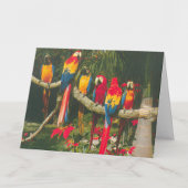 パロッツとポインセティアスのクリスマス カード