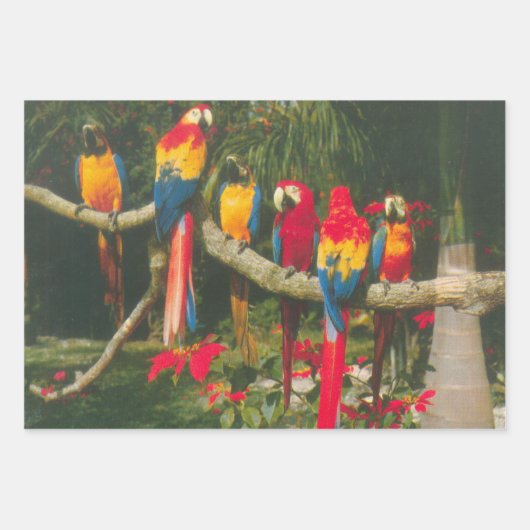 パロッツとポインセティアス写真クリスマス ラッピングペーパーシート (正面3)