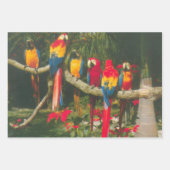 パロッツとポインセティアス写真クリスマス ラッピングペーパーシート (正面)