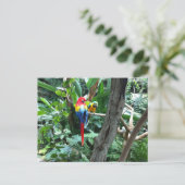 パロッツ葉書 ポストカード (スタンド正面)