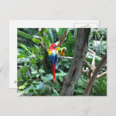 パロッツ葉書 ポストカード (正面/裏面)