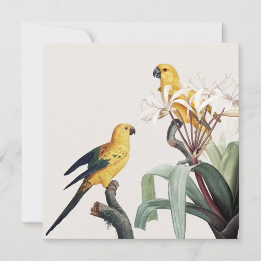 パロッツ (正面)