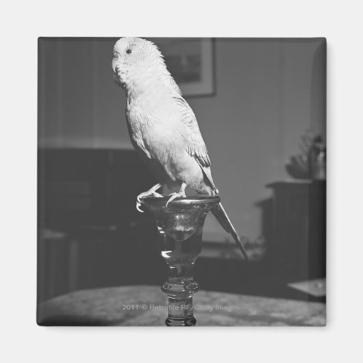 パロットオンキャンドルスティックB&W マグネット (正面)