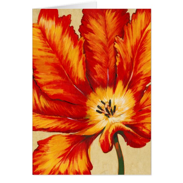 パロットチューリップII (正面)