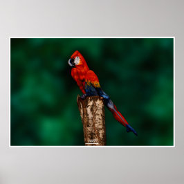 パロットバイヨハネスストーター ポスター