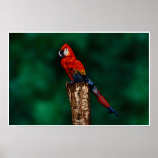 パロットバイヨハネスストーター ポスター