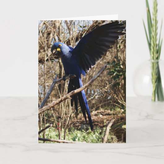 パロットパーティー カード (正面)