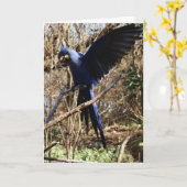 パロットパーティー カード (黄色い花)