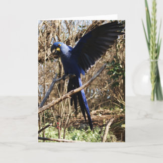 パロットパーティー カード