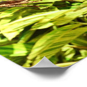 パロットフレンズ ポスター (角)