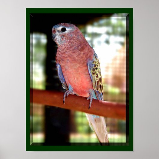 パロットポスター ポスター (正面)