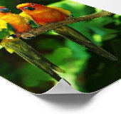 パロットポスター ポスター (角)