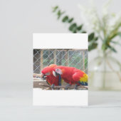 パロット ポストカード (スタンド正面)