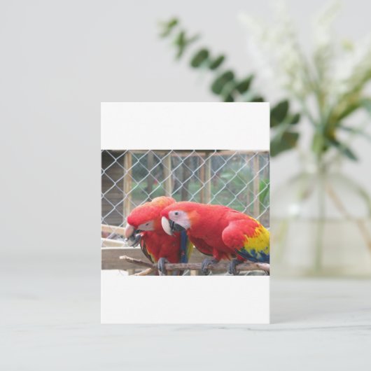 パロット ポストカード (スタンド正面)