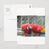 パロット ポストカード (正面/裏面)