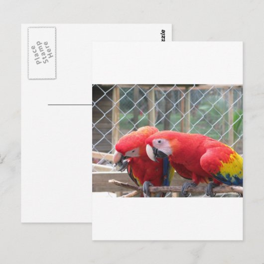 パロット ポストカード (正面/裏面)