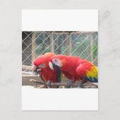 パロット ポストカード (正面)