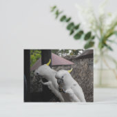 パロット ポストカード (スタンド正面)