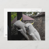 パロット ポストカード (正面/裏面)