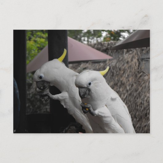 パロット ポストカード (正面)