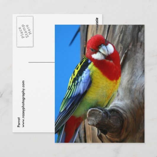 パロット ポストカード (正面/裏面)