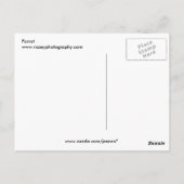 パロット ポストカード (裏面)