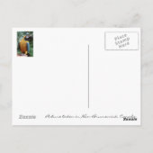 パロット ポストカード (裏面)